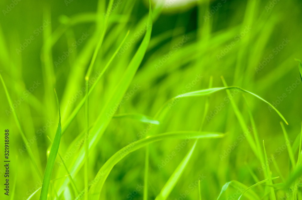 Spring or summer natural abstract background with grass in the garden Spring or summer natural abstract background with grass in the garden