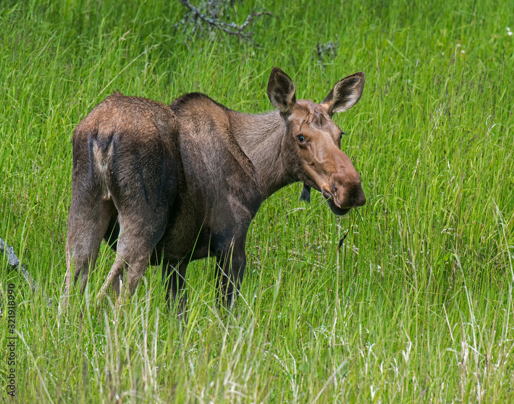 Cow Moose in Alaska