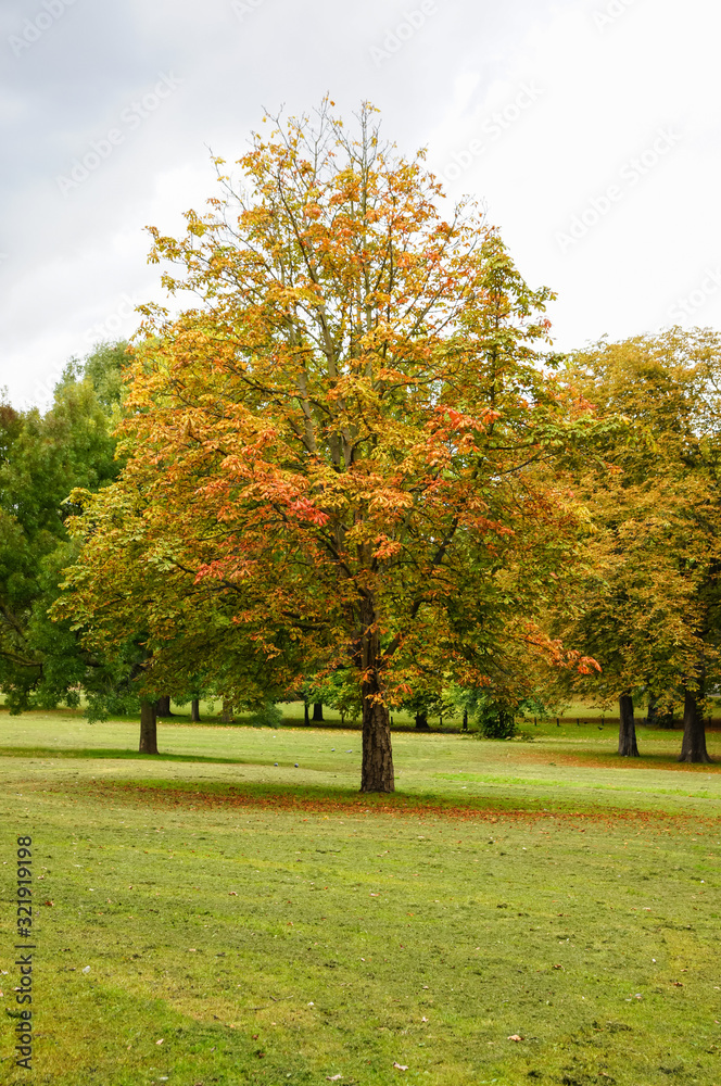 Horse-chestnut conker tree in a park