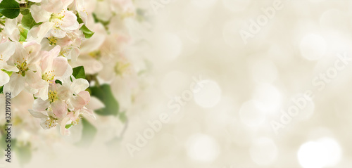 beautiful white flowers in the garden on  blurred  background сloseup © cooperr