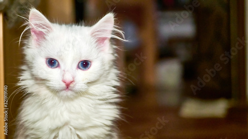 Turkish Angora Kitten close-up low light