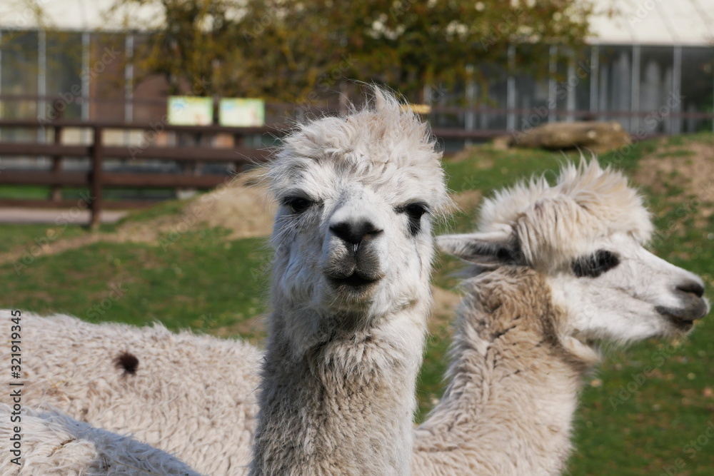 Obraz premium Llama is Watching You