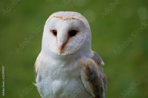 Barn owl with grass background