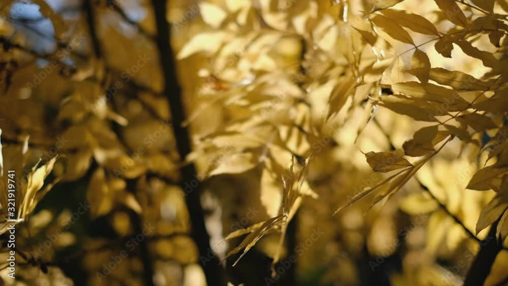 Wind sways yellow ash leaves on branches in the park in the fall.