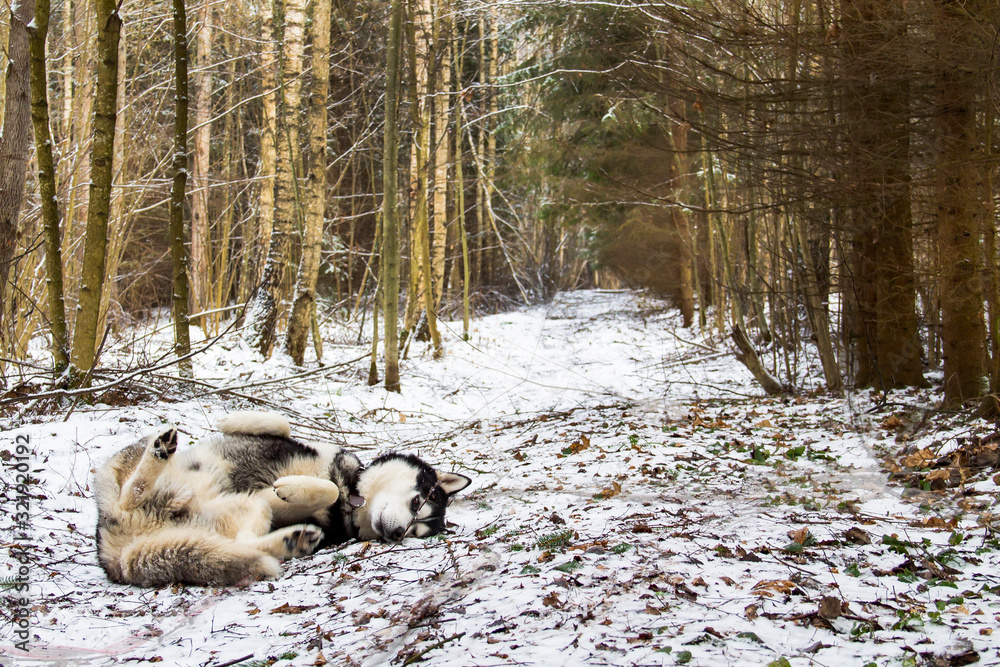 Fototapeta premium Dog playing in the woods