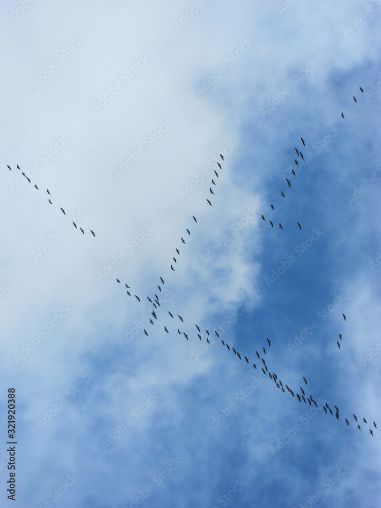 Silhouettes of a flock of geese high in the sky with clouds