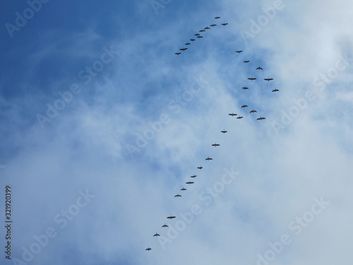 Silhouettes of a flock of geese high in the sky with clouds