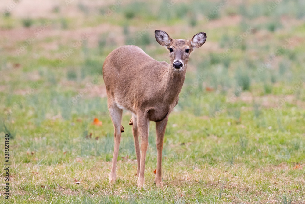 Fototapeta premium Deer