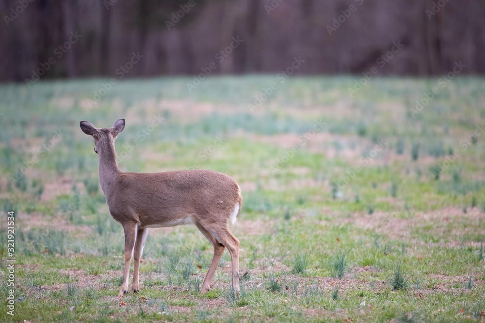 Deer Deer