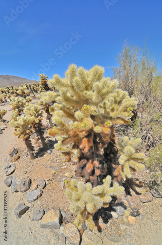 teddy bear cholla -  cactus species in Joshua Tree National Park in  California.