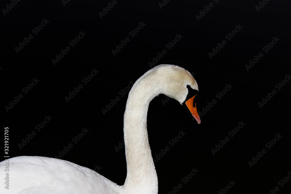 Fototapeta premium swan on the lake at night 