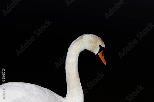 swan on the lake at night 