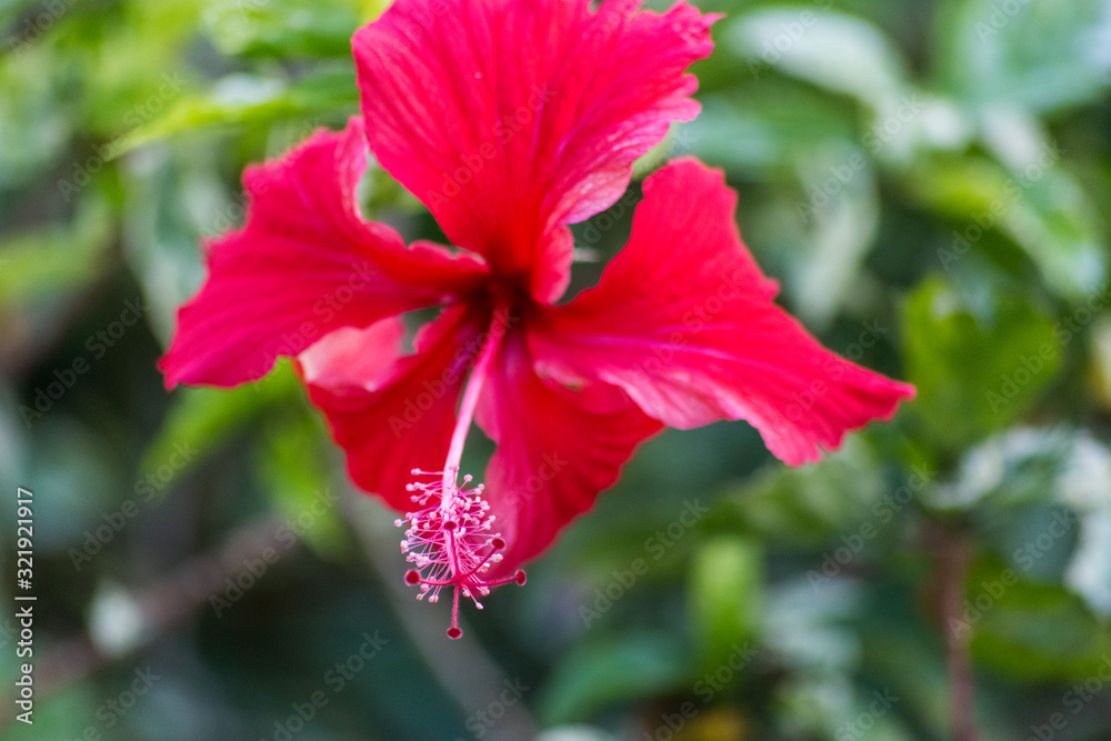 flor