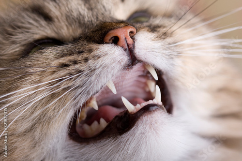 Cat trap close-up