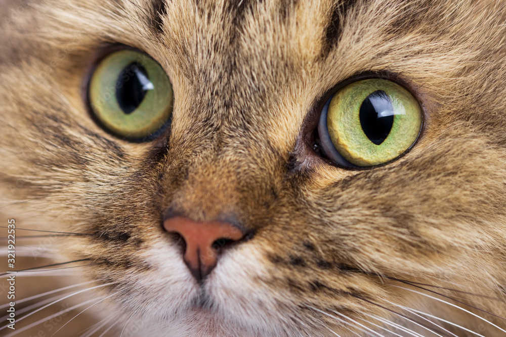 Cat close-up