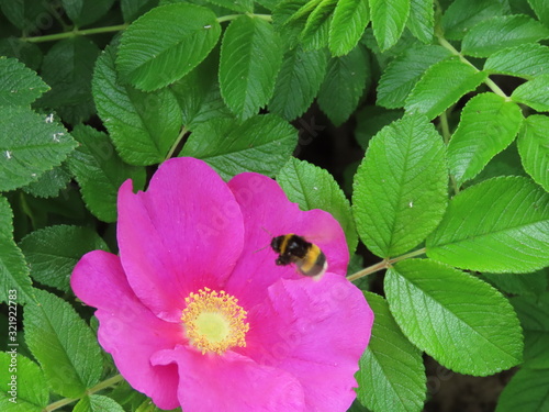 Bumble bee on beach rose photo