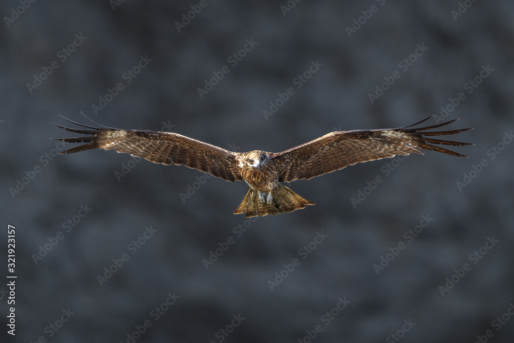 Fototapeta premium Black kite flying in a rift