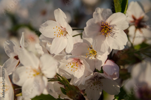 Blossoming spring flowers sakura 