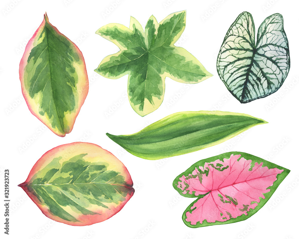 Set green leaves of tropical plants- Ficus, Caladium, Fatshedera lizei,  Dracaena. Watercolor hand drawn painting illustration, isolated on a white  background. Stock Illustration | Adobe Stock