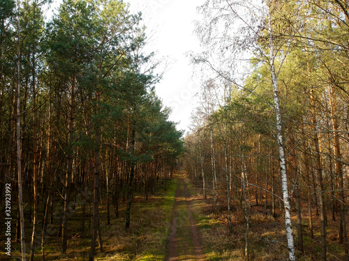 Road in a pine forest. A path in the middle of a dense forest.