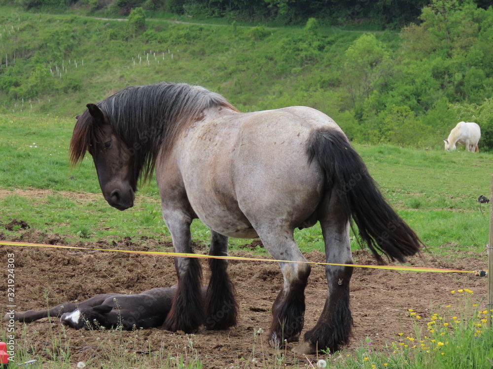 Fototapeta premium Horse and baby foal