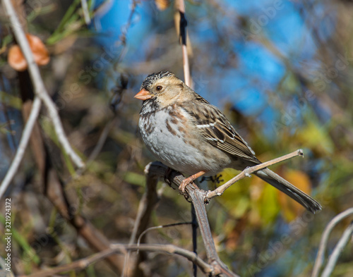 Harris's Sparrow