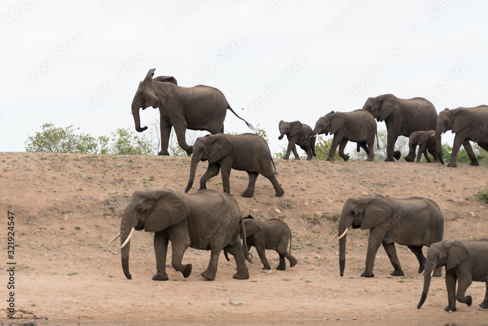 Fototapeta premium Elephant herd, elephant family in the wilderness