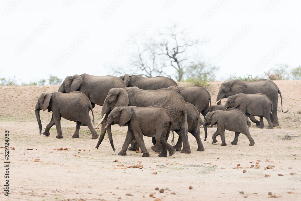 Obraz premium Elephant herd, elephant family in the wilderness