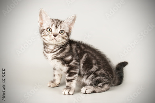 American shorthair cat on colored backgrounds