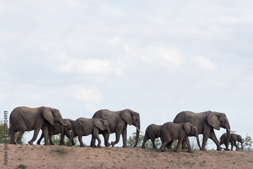 Fototapeta premium Elephant herd, elephant family in the wilderness