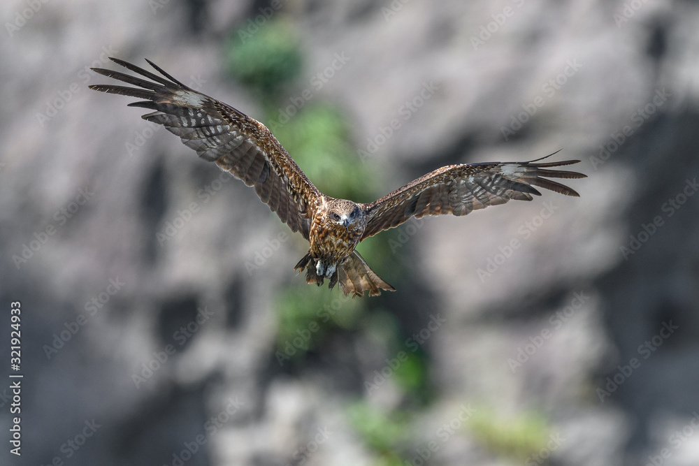 Fototapeta premium Black kite flying in a rift