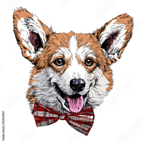 Vintage retro hipster style sketch of funny Pembroke Welsh corgi dog in glasses. vector illustration.