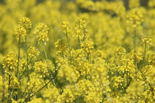 Golden Yarrow (CA 07427) © Charles