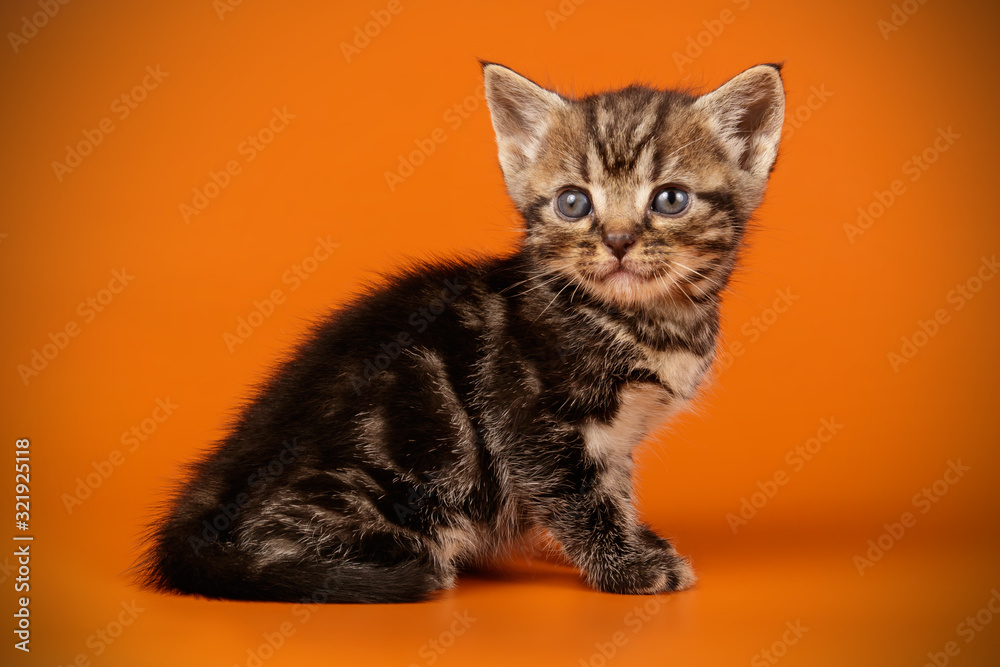Obraz premium American shorthair cat on colored backgrounds