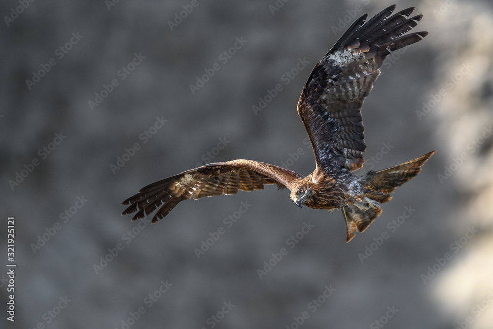 Fototapeta premium Black kite flying in a rift