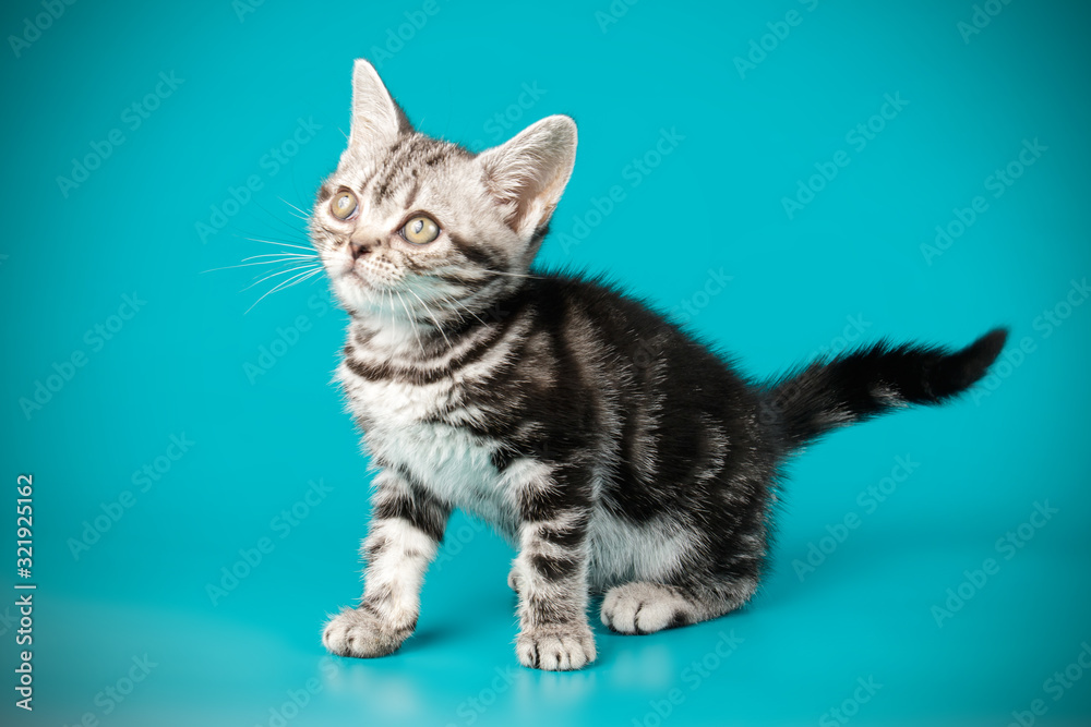 American shorthair cat on colored backgrounds