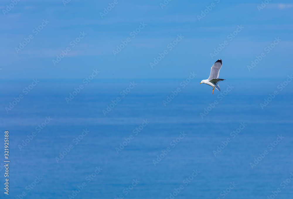 GAVIOTA PATIAMARILLA - YELLOW LEGGED GULL  (Larus michahellis), Mount Buciero, Marismas de Santoña, Victoria y Joyel Natural Park, Cantabrian Sea, Montaña Oriental Costera, Cantabria, Spain, Europe