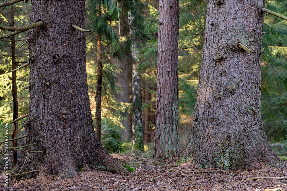The trunk of a large spruce tree. Moss growing on the lower parts of a coniferous tree. The trunk of a large spruce tree. Moss growing on the lower parts of a coniferous tree.