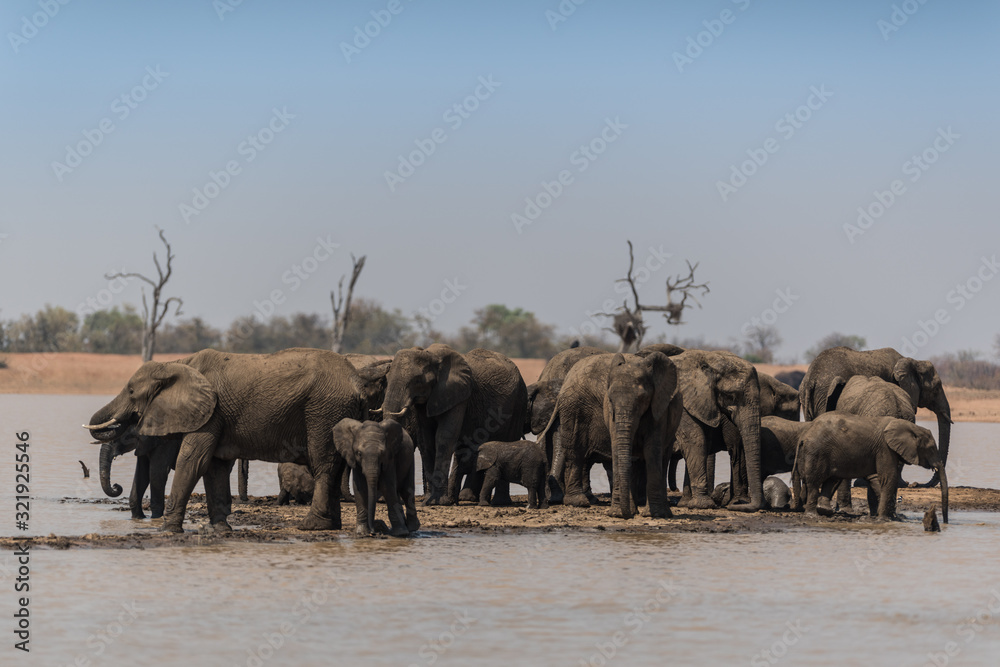 Obraz premium Elephant herd, elephant family in the wilderness
