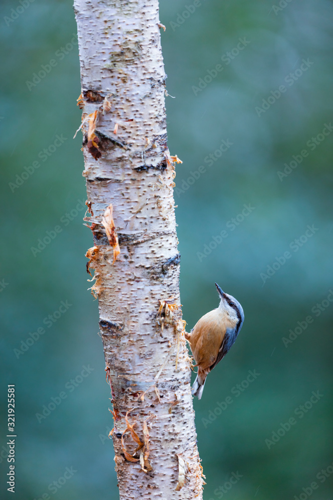 Eurasian nuthatch or wood nuthatch (Sitta europaea) Eurasian nuthatch or wood nuthatch (Sitta europaea)