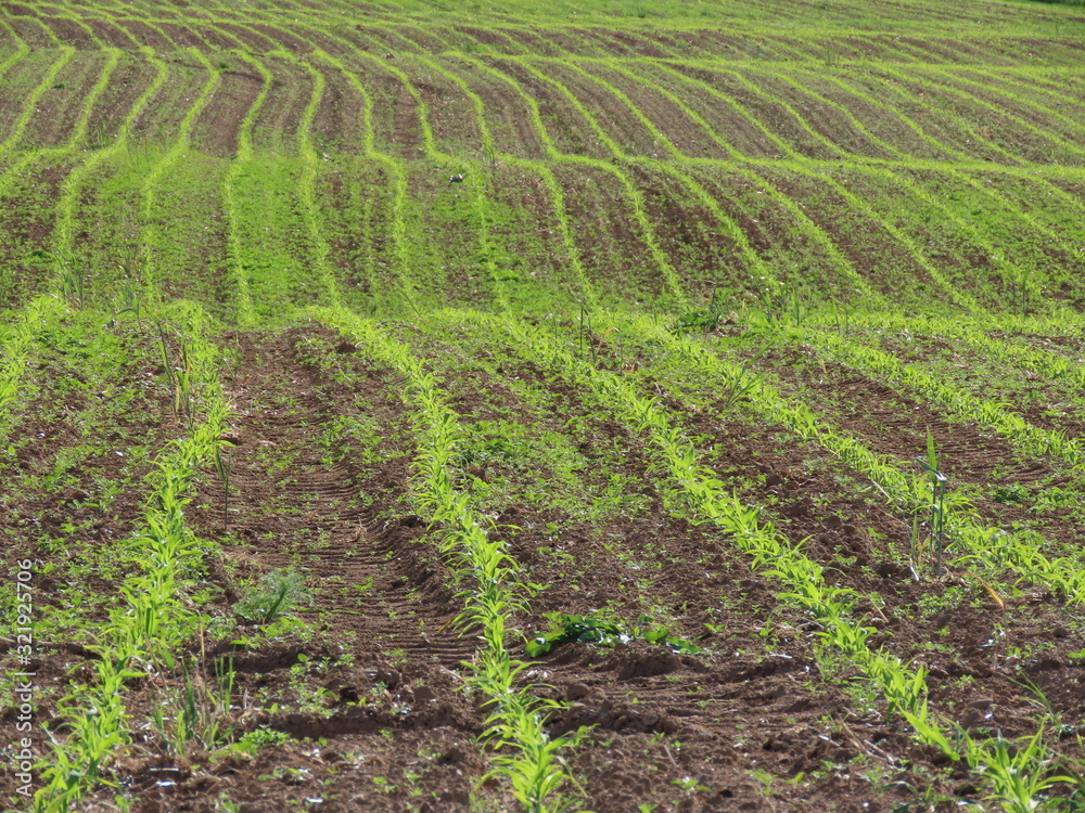 Corn field germinating