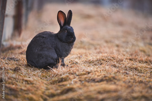 Beautiful portrait of the domesticated cute young rabbit with black fur on the pasture land of small ecological or organic farm  in Czech Republic, Picture is taken in the spring before Easter.