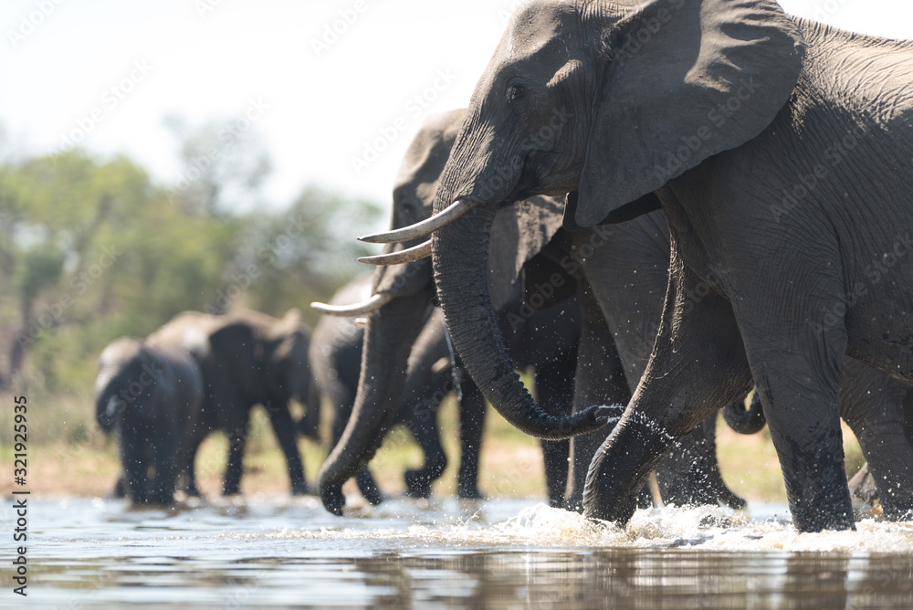 Obraz premium Elephant herd, elephant family in the wilderness