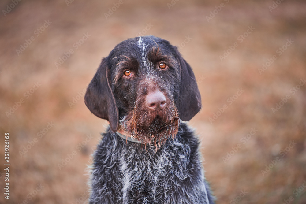 Adorable portrait of shorthaired pointer dog, breed cesky fousek originaly from Czech republic. Perfect hunting dog for work and his friendly character is perfect to live in family with childern.