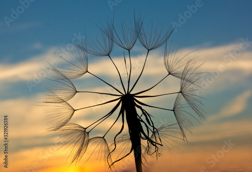 Sunset of the sun in a parachute Tragopogons photo