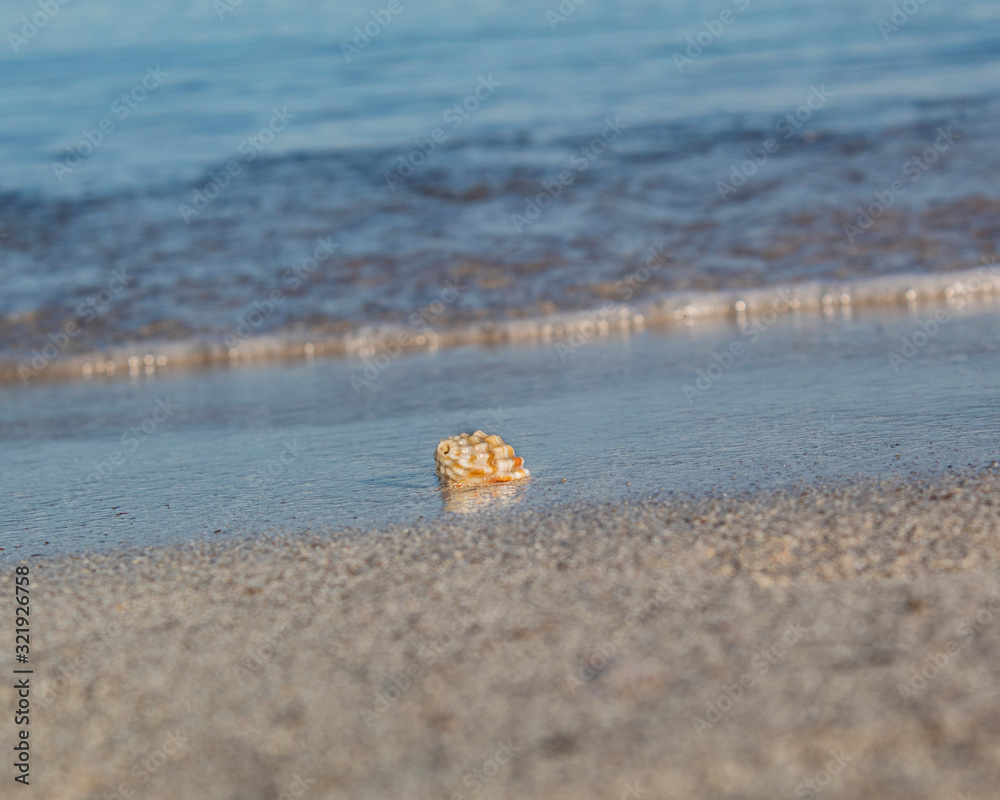 Naklejka premium caracola de mar sobre la arena junto a la orilla con olas de fondo