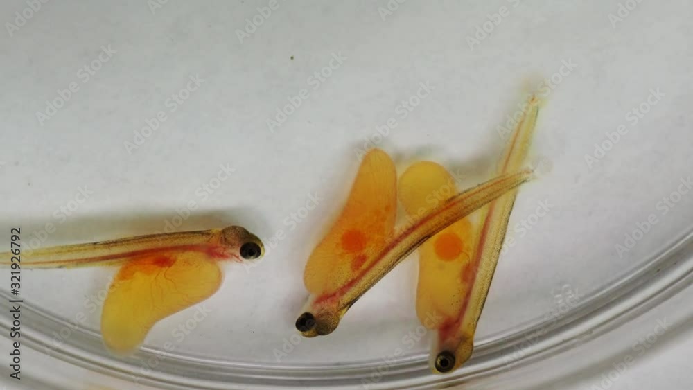 Salmon alevins with yolk sac in a petri dish 