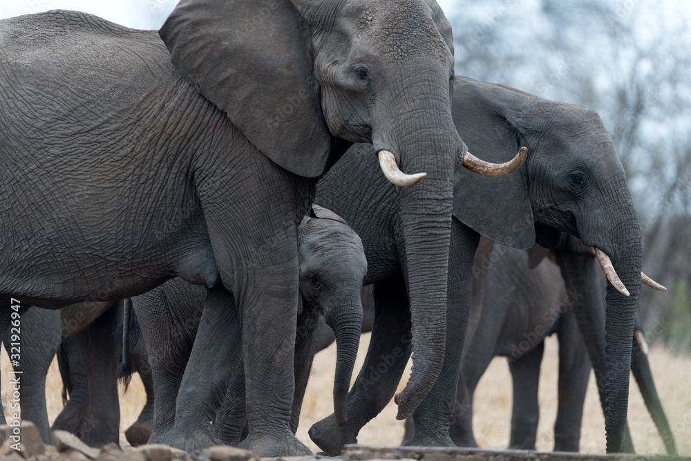 Fototapeta premium Elephant herd, elephant family in the wilderness