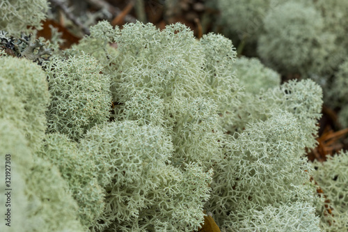 Macro close-up of mounds of Star-tipped Reindeer Lichen (Cladina stellaris) (or Northern Reindeer Lichen or Star Reindeer Lichen). photo