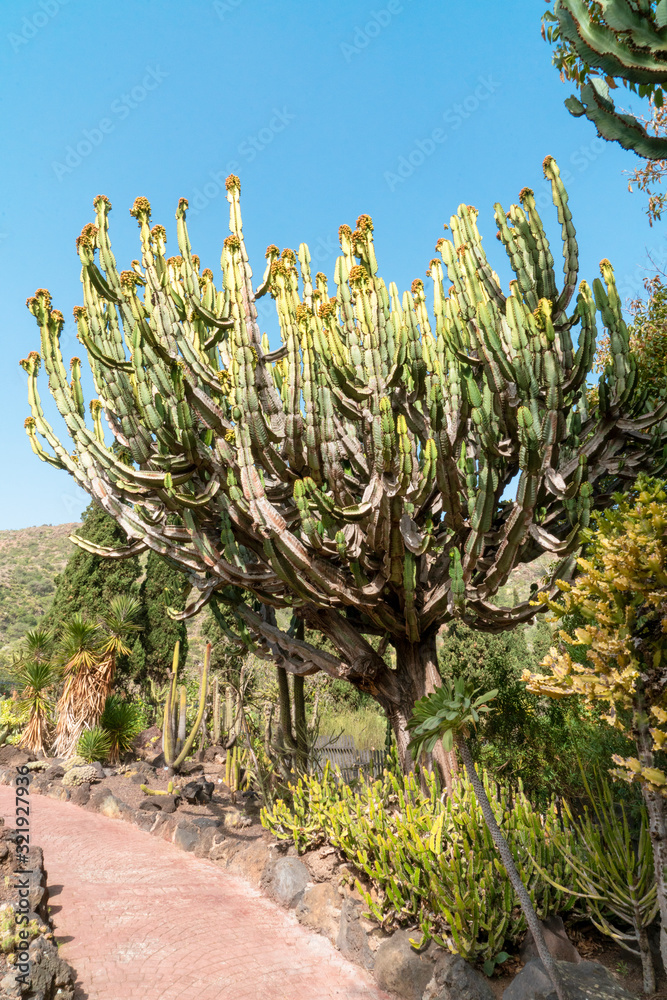 Specific vegetation at botanic garden in Gran Canaria Specific vegetation at botanic garden in Gran Canaria